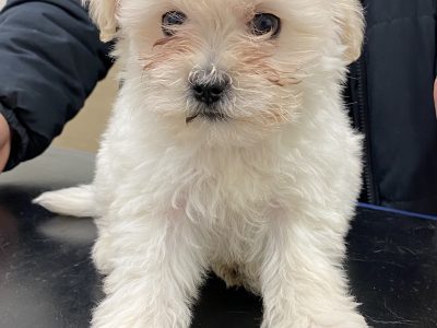 Maltipoo puppy for sale