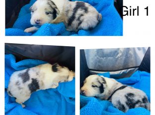 Pure breed Border collie pups for sale