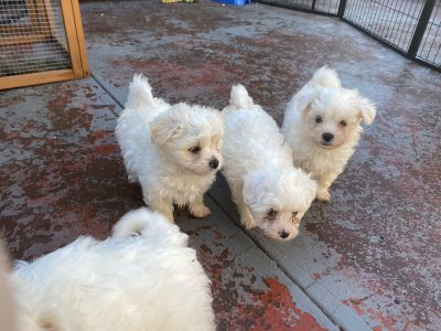 Bichon Fries x Moodle Puppies