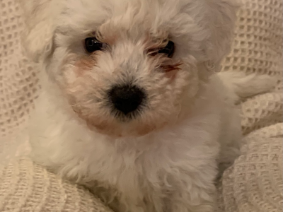 Bichon Frise Puppies For Sale