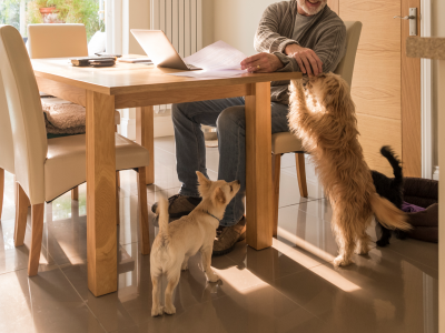 Get To Know The Different Australian Pet Associations