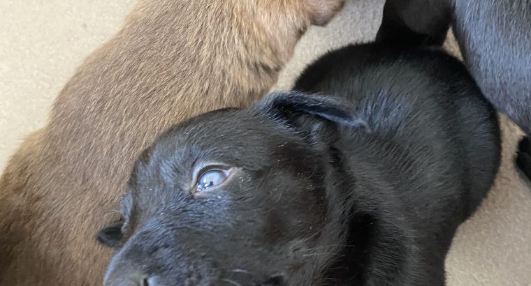 Beautiful Australian Kelpie puppies for sale ❤️