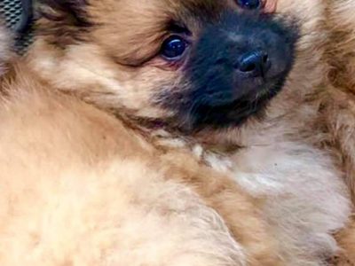 Male Pomeranian Puppies
