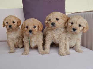 TOY/MINI CAVOODLE FEMALE WANTED NOVEMBER 2021