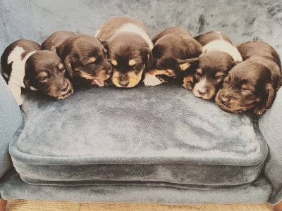 Miniature Dachshunds B&T Piebald Males RPBA 6451