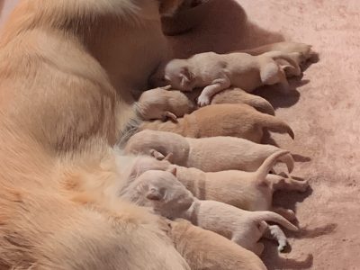 Purebred Golden Retriever puppies