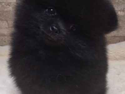 Gorgeous Purebred Pomeranian puppies