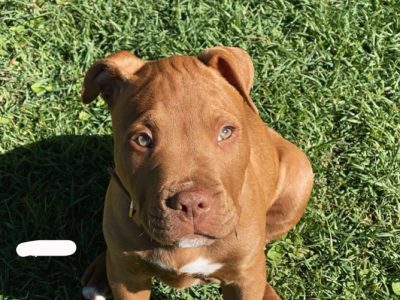 wanted american staffy