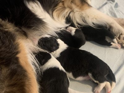 Border Collie pups