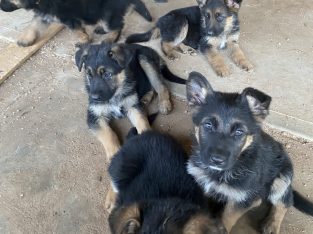 german shepherd puppies for sale!!