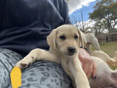 Labrador Puppies