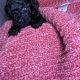 Toy Poodle Puppies DNA Purebred DNA Clear