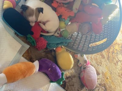 Purebred Male Chihuahua Puppy