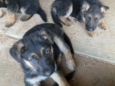 german shepherd puppies for sale!!