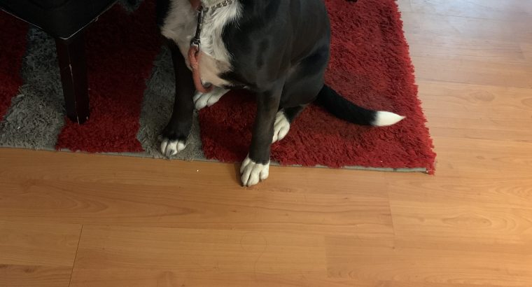 Border Collie cross staffy 3 years old