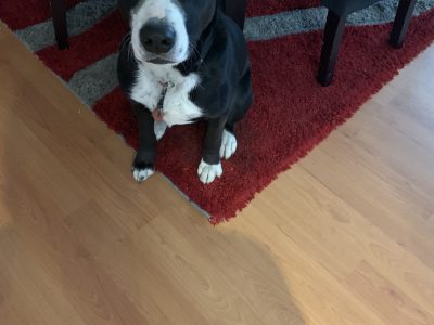 Border Collie cross staffy 3 years old