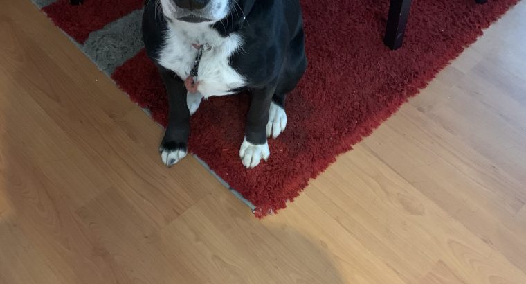 Border Collie cross staffy 3 years old