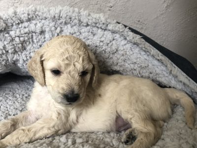 Standard Poodle Puppies (Medium Size) Black&Cream