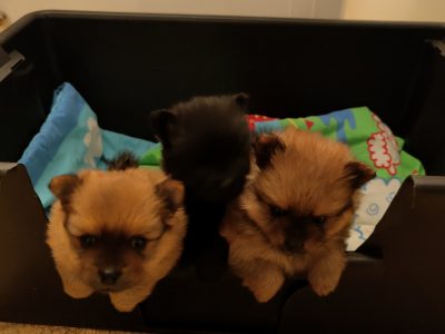 Pomeranian Puppies