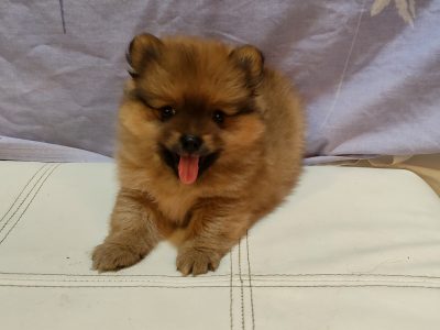 Pomeranian Puppies