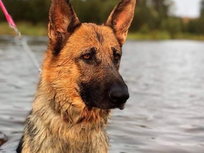 German Shepherd puppies Females