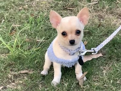 Chihuahua Male Puppy