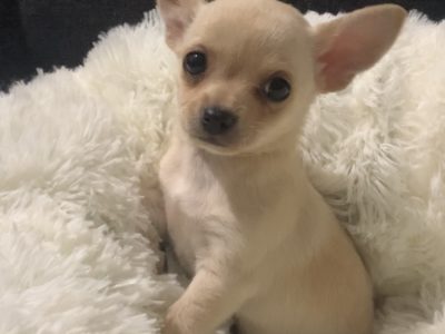 Chihuahua Male Puppy