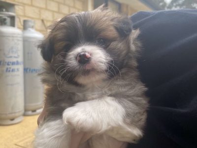 Pomeranian xmaltese puppies