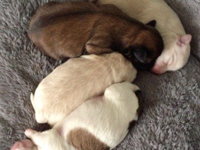 Maltese x Pomeranian puppies