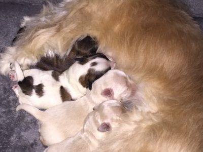 Maltese x Pomeranian puppies