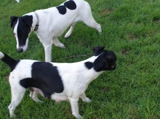 Fox Terriers for sale!