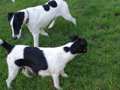 Fox Terriers for sale!