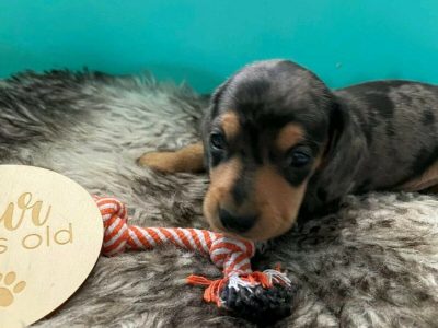 Mini Dachshund Puppies