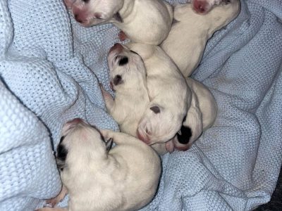 Australian Cattle Dog Puppies