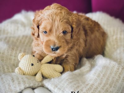Adorable Toy Cavoodles