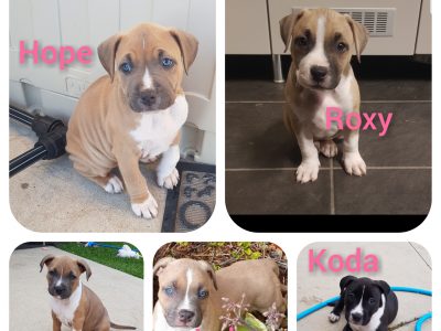 Beautiful English x American Staffy Pups