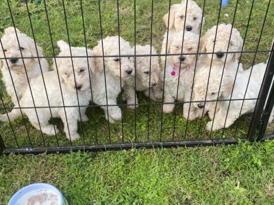 Standard Poodle Puppies