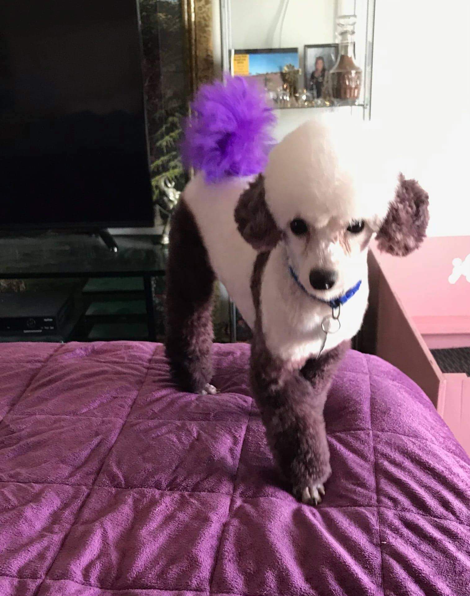 Toy poodle purebred baby boy