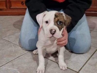 American bulldog x American staffy