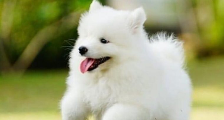 Wanted Samoyed Puppy
