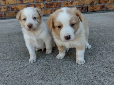 Australian Shepherd /Border Collie Puppy