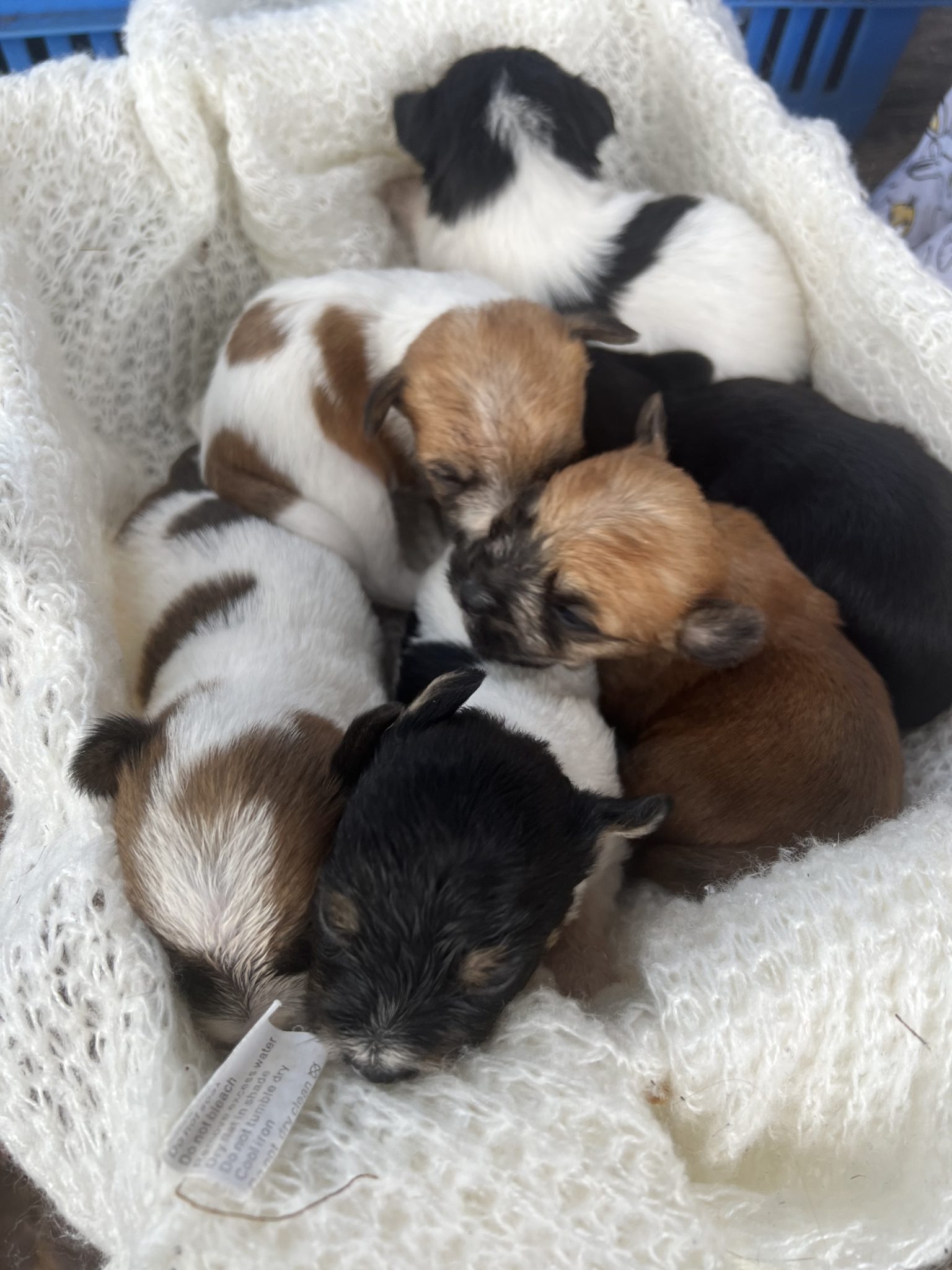 Mini foxy x Maltese puppies