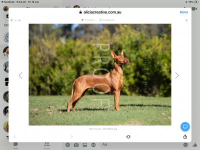 Pharaoh Hound Puppies