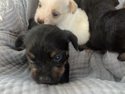 Mini foxy x Maltese puppies