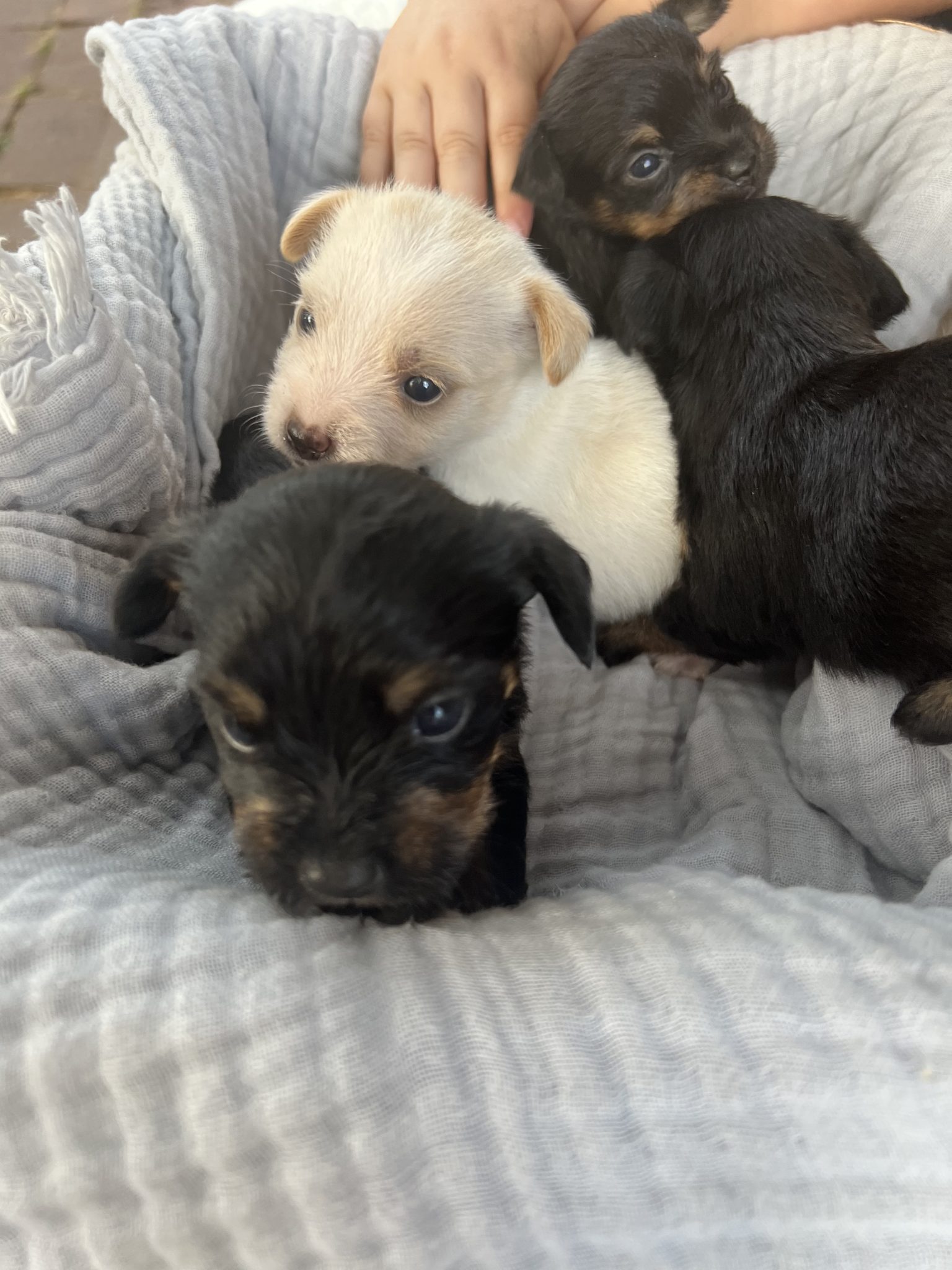 Mini foxy x Maltese puppies