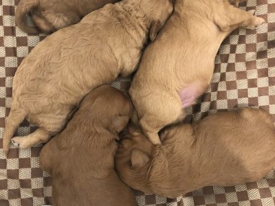 2nd generation Toy Cavoodle