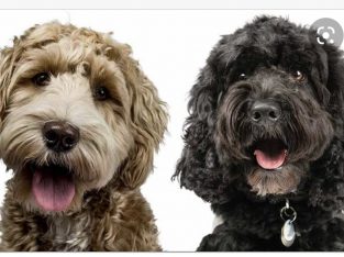 Looking for mini or medium labradoodle or cavoodle