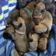 Purebred Bullmastiff Puppies