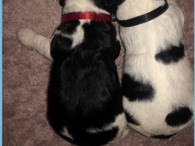 English springer spaniel puppies