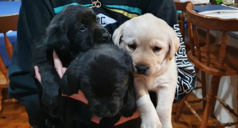 Lovely Labrador Puppies